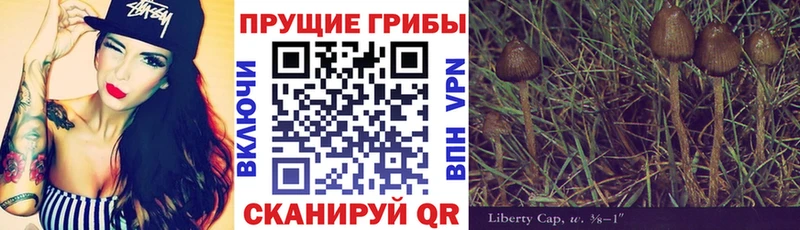 Галлюциногенные грибы Cubensis  darknet официальный сайт  Губкинский  сколько стоит 